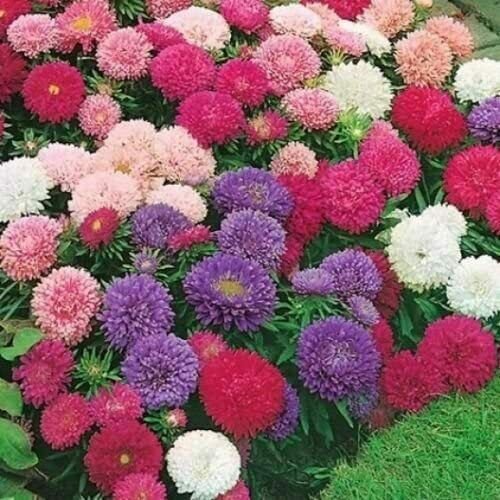 Seeds flower garden ROCKERY easy grow SPRING SUMMER bed ASTER PERFECTION MIX 70