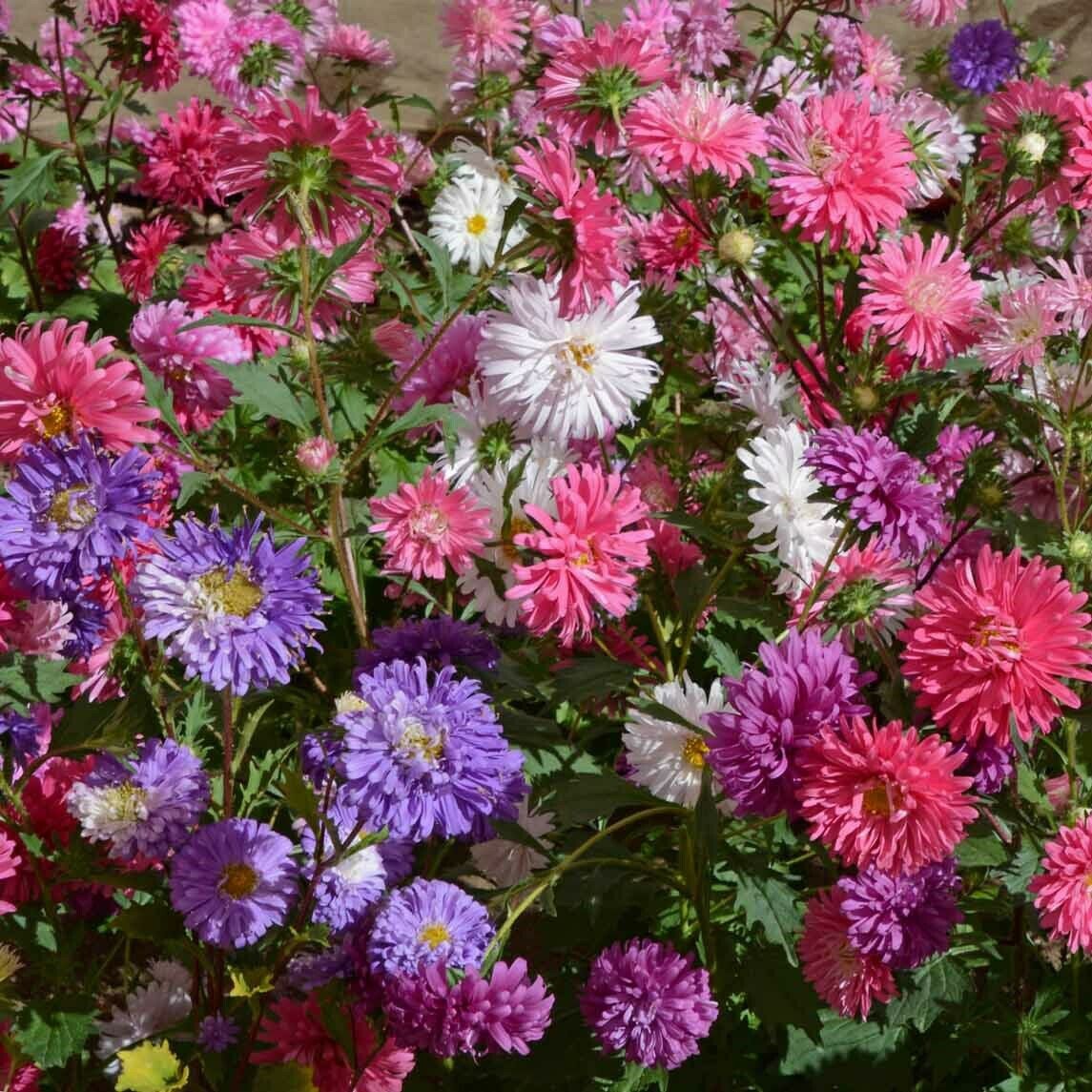 ASTER PERFECTION MIX 70 Seeds flower garden ROCKERY easy grow SPRING SUMMER bed