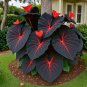 Balcony Garden Colorful Leaf Taro 50 Seeds Shade Moisture Tolerant Courtyard Decoration