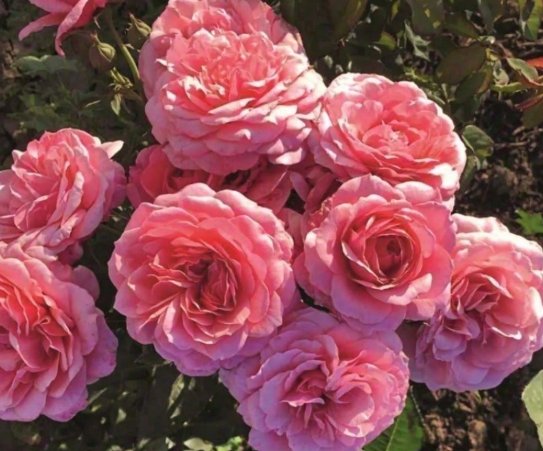 High Germination Rate 100 Seeds Rose Real For Outdoor Terraces, Potted Plants