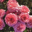 High Germination Rate 100 Seeds Rose Real For Outdoor Terraces, Potted Plants