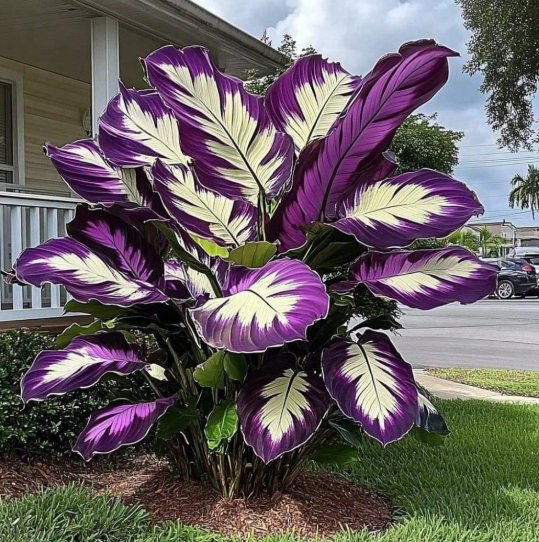 100 Pieces Hosta Seeds, Home Flower Seeds, Flowers, Natural Plants