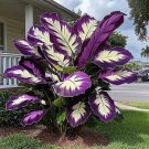 100 Pieces Hosta Seeds, Home Flower Seeds, Flowers, Natural Plants