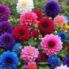100 Seeds Mixed Dahlia Flower Garden Plants
