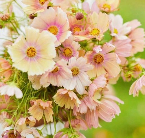Apricot Lemonade Violet 100 Seeds Self-Grown Violet Cool Flowers