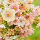 Apricot Lemonade Violet 100 Seeds Self-Grown Violet Cool Flowers