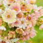 Apricot Lemonade Violet 100 Seeds Self-Grown Violet Cool Flowers