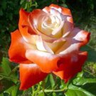 Orange And White Rose Seeds 200 Pieces Resistant And Suitable For All Seasons