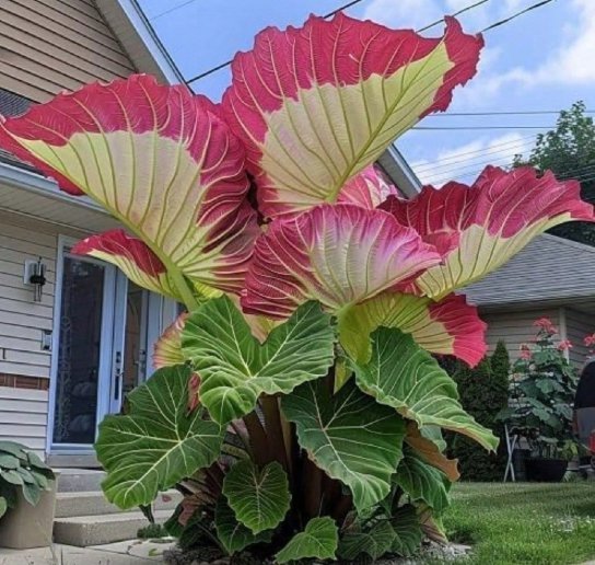 100 Tropical Elephant Ear Bean Seeds For Dense Green Leaves