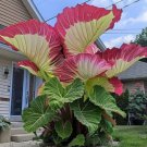100 Tropical Elephant Ear Bean Seeds For Dense Green Leaves