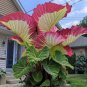 100 Tropical Elephant Ear Bean Seeds For Dense Green Leaves