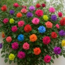 Climbing Rose Seeds Red Pink Yellow Flower