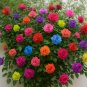 Climbing Rose Seeds Red Pink Yellow Flower
