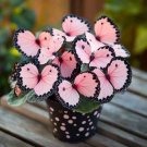 100 Seeds Moonlight Butterfly Begonia Flower Seeds Beautiful Spring Plant Pink
