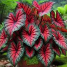 220 Jade Hairpin Seeds Potted Indoor And Outdoor Perennial Flower Plant