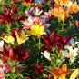 Brilliant Blooms Colorful Mixed Lily 100 Seeds Dazzling Red, Yellow, White, And Pink Flowers