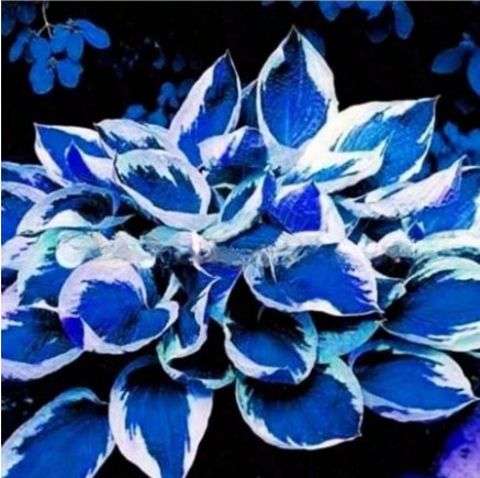 Premium Blue Hosta Bonsai Garden 100 Seeds Heirloom Perennial Lily Flower