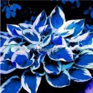 Premium Blue Hosta Bonsai Garden 100 Seeds Heirloom Perennial Lily Flower