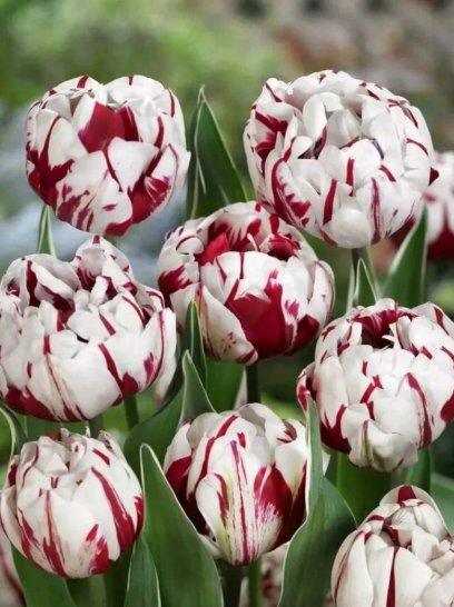 Two-Color Tulip Mixed Seeds For Planting Easy To Grow Perennial Tulip 200 Seeds
