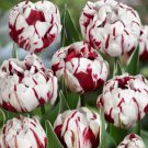 Two-Color Tulip Mixed Seeds For Planting Easy To Grow Perennial Tulip 200 Seeds