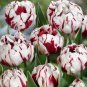 Two-Color Tulip Mixed Seeds For Planting Easy To Grow Perennial Tulip 200 Seeds