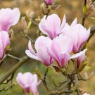 Magnolia Tree Heirloom 100 Seeds Deciduous Plants Beautiful Landscape