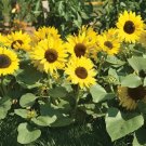 20 Seeds Mini Sunflower Seeds Dwarf Sunflower Outdoor Home Garden