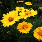200 Seeds Irish Eye Chrysanthemum All-Season Flower