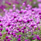 1000 Ball Eggplant Flower Seeds Easy To Grow And Grow Flower