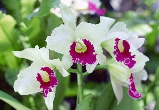 266 Catalan Orchid Seeds Home Botanical Garden Decoration