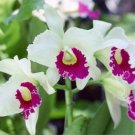 266 Catalan Orchid Seeds Home Botanical Garden Decoration