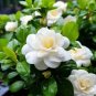 100 Gardenia Seeds Cape Jasmine Flower Seeds Leaves Are Evergreen