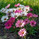 200 Mixed Marguerite Daisy Seeds White Pink Yellow Bloom Easy Grow