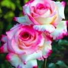 188 Double Rose Seeds Planting Flower Fruit Vegetable