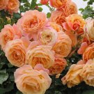 Rose 300 Seeds Large Flower Precious Flowers Traditional Gardening