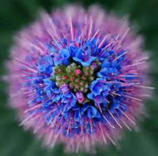 Echium Seeds Bold Blue/Purple/Pink Colorthousands Of Flowers