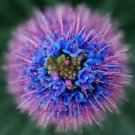 Echium Seeds Bold Blue/Purple/Pink Colorthousands Of Flowers