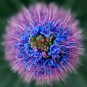 Echium Seeds Bold Blue/Purple/Pink Colorthousands Of Flowers