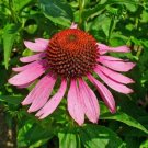 Flower Seed Purpurea Echinacea Seeds 40 Seeds
