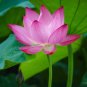 12 Lotus Seeds Flower Non-GMO Heirloom Garden Home For Planting