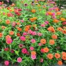 100 Zinnia Seeds Coral Pink/Lemon Yellow/Carmine Red Zinnias