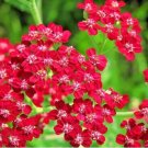 Rubra Yarrow 2000 Seeds Achillea Millefolium Non-GMO Herb