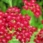 Rubra Yarrow 2000 Seeds Achillea Millefolium Non-GMO Herb