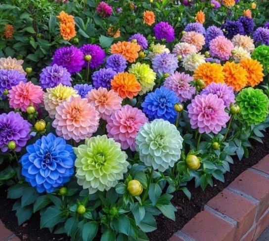 200 Bright Garden Mix Solid Color Dahlia Flower Seeds In Pink, Orange, Yellow, Green, Purple