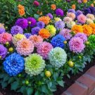 200 Bright Garden Mix Solid Color Dahlia Flower Seeds In Pink, Orange, Yellow, Green, Purple