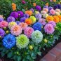 200 Bright Garden Mix Solid Color Dahlia Flower Seeds In Pink, Orange, Yellow, Green, Purple
