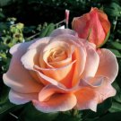 999 Flower Shrub Rose Seeds Vibrant Perennial Garden Planting