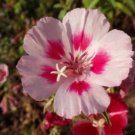 Batch Supply Of Annual Flower 500 Seeds