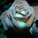 500 Chocolate Mint # 11 Rose Bush 20 Or 100 Seeds