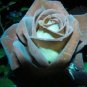 500 Chocolate Mint # 11 Rose Bush 20 Or 100 Seeds